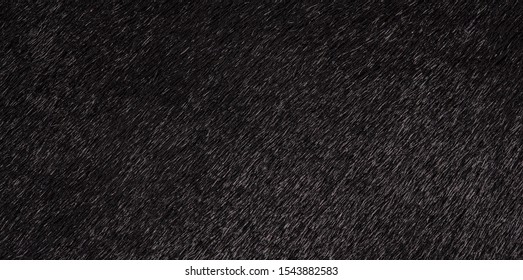 Texture Of Black Fur Of A Cow, Bull Closeup. Background, Design, Ideas.