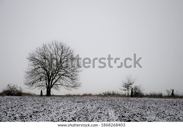texture of black-white field and border\
meadow of snow and black furrow in December in lowland. cloudy on\
the horizon of an old alley with torsos of\
trunks.