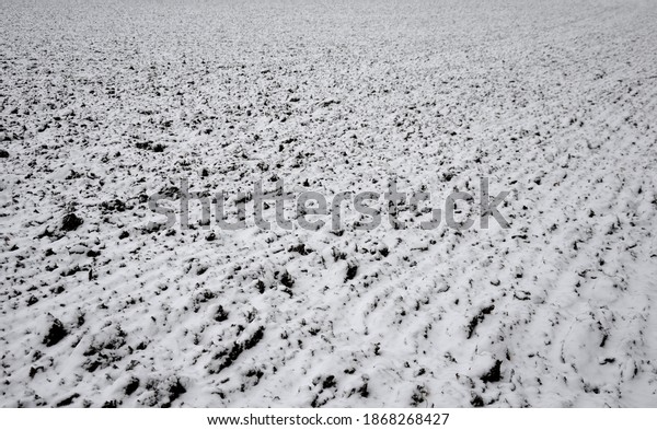 texture of black-white field and border
meadow of snow and black furrow in December in lowland. cloudy on
the horizon of an old alley with torsos of
trunks.