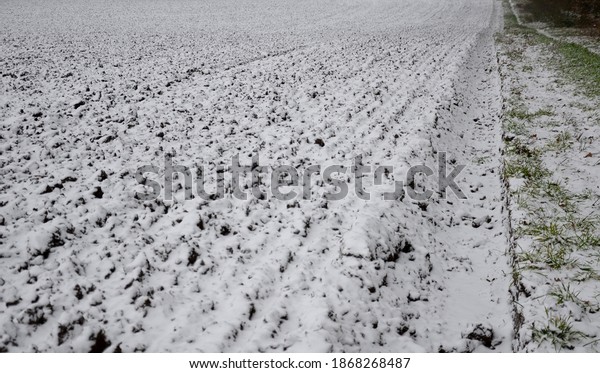 texture of black-white field and border\
meadow of snow and black furrow in December in lowland. cloudy on\
the horizon of an old alley with torsos of\
trunks.