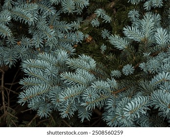 texture blue spruce close up - Powered by Shutterstock