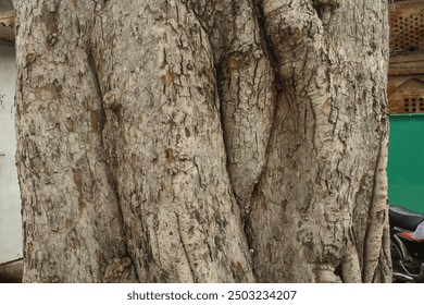 Texture of Bork of a tree.