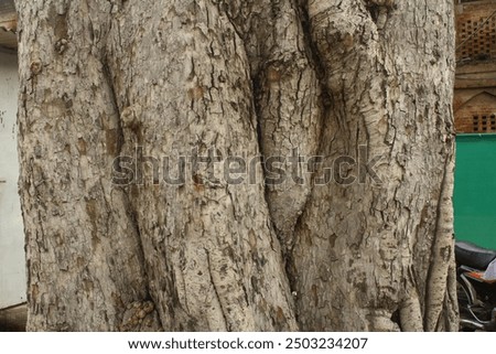 Texture of Bork of a tree.