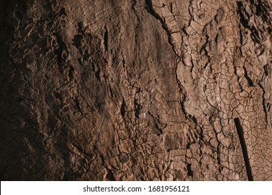 texture of bork of a tree with light and shadow