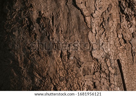 texture of bork of a tree with light and shadow