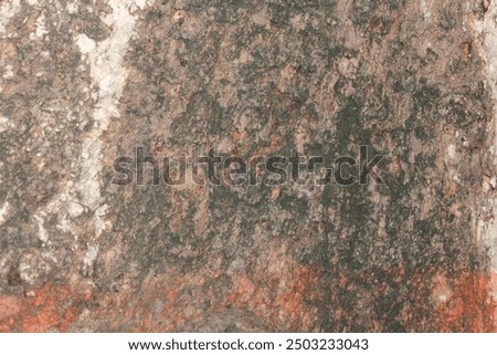 texture of bork of a tree with light and shadow