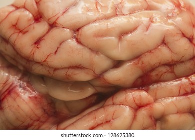 Texture Brain