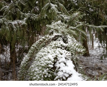 The texture of the branches of a Christmas tree covered with snow. Green conifer thorns in winter. - Powered by Shutterstock