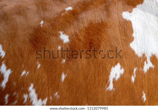茶色の牛のコートのテクスチャー 断片 白と茶色の斑点 の写真素材 今すぐ編集