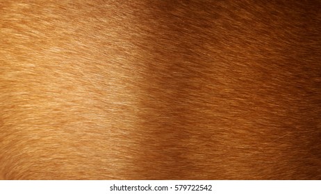 Texture Of Brown Dog Hair 