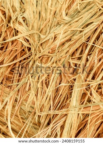 the texture of brown rice plant straw.  Abstract background of wet rice straw grass