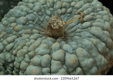 Texture Of A Bumpy Green Gourd