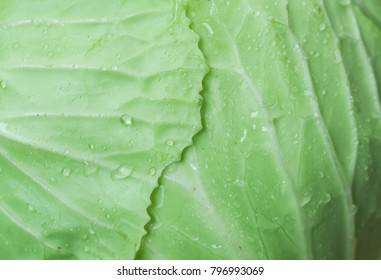 texture of Cabbage by macro lens 
