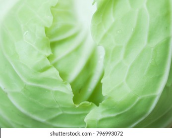 texture of Cabbage by macro lens 
