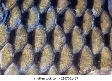 Texture Of Carp Scales. Natural Texture