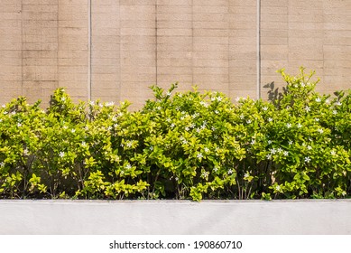 Texture cement wall with plant