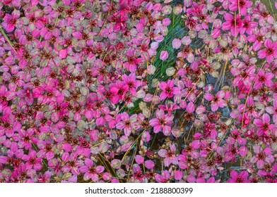 Texture of cherry blossom petals falling in the pool