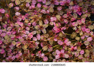 Texture of cherry blossom petals falling in the pool