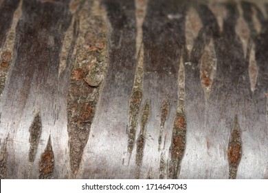 Texture Of Cherry Tree Bark