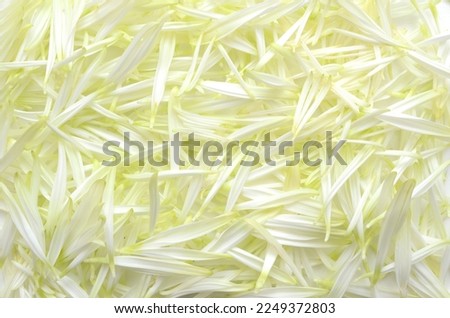 A texture chrysanthemum; daisy background
