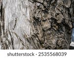 Texture of cinchona tree bark.