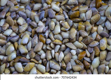 Texture Of Clams (coquina)