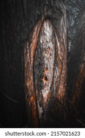 The Texture Of The Coast Redwood Tree Closeup