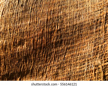 Texture Of The Coconut Tree Husk.