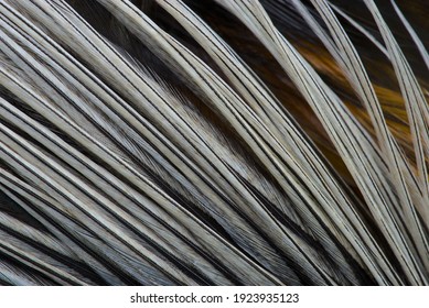 Texture, composition with different kinds of rooster feathers close-up. For tying fishing flies.