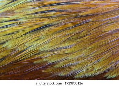 Texture, composition with different kinds of rooster feathers close-up. For tying fishing flies.