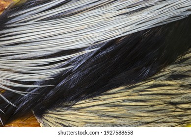 Texture, composition with different kinds of rooster feathers close-up. For tying fishing flies.