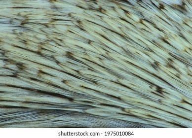 Texture, composition with different kinds of rooster feathers close-up. For tying fishing flies.