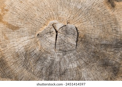 Texture of the cross section of old thick deciduous tree covered with small cracks and chainsaw traces, top view of stump close-up in sunny weather
