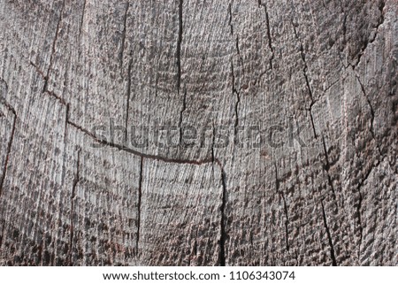 texture of a cross-section of a pine tree close-up, cross-section of annual rings