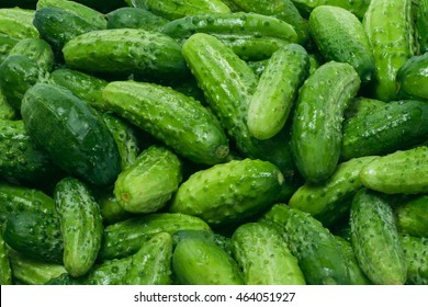 Texture cucumbers, fresh little green cucumbers in large numbers