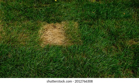 Texture Of Damaged Rolled Turf After Installation On The Ground. Dead Grass, Dry Withered Lawn During. Green And Yellow Grass Due To Poor Maintenance, Lack Of Watering. Landscaping Without Care.