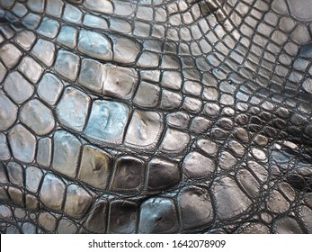 8,197 Gator skin Images, Stock Photos & Vectors | Shutterstock