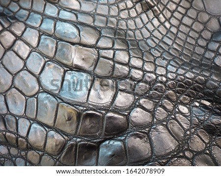 texture dark colored crocodile skin close up