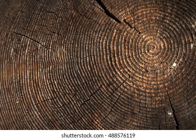 69,320 Tree stump rings Images, Stock Photos & Vectors | Shutterstock