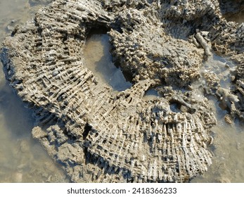 the texture of dead coral on a receding beach