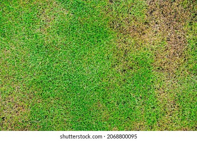 The Texture Of Dead Grass Top View Wallpaper Nature Background Texture, Green And Yellow Grass Texture The Lack Of Lawn Care And Maintenance Until The Damage Pests And Disease Field In Bad Condition.