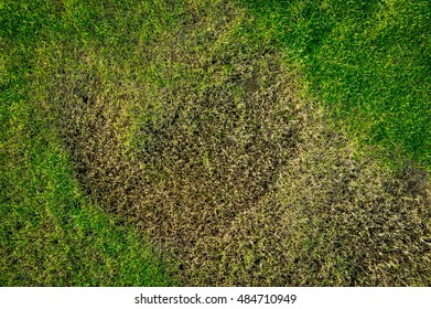 The Texture Of Dead Grass Top View Wallpaper Nature Background Texture Green And Yellow Grass Texture The Lack Of Lawn Care And Maintenance Until The Damage Pests And Disease Field In Bad Condition