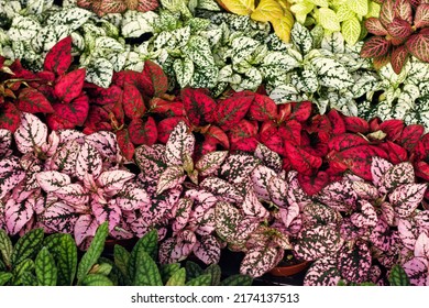 Texture from decorative house plants of different color. - Shutterstock ID 2174137513