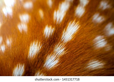 Texture Of Deer Hair Close-up, Red Deer Hair