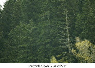 texture of dense pine forest, mountainous terrain. photo in cold green shades