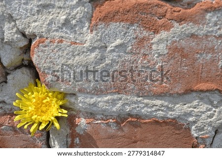 Texture of a destroyed red brick and cement wall with a dandelion inside the crack
