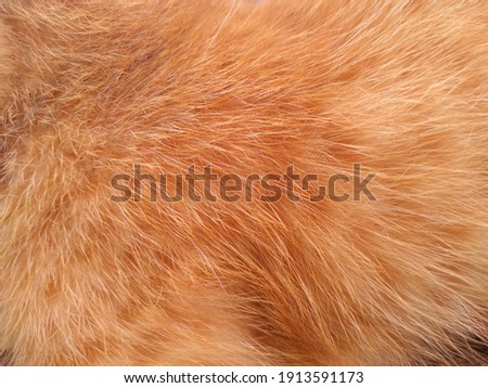 texture and detail of light orange cat fur