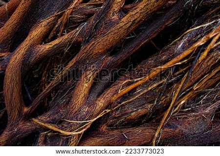 Texture details and asymmetrical pattern of intertwined tree roots. With tones of black, brown, yellow ocher and orange.