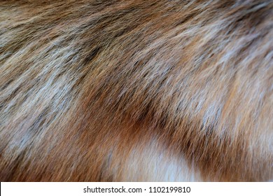 Texture Dog Hair