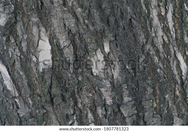 texture drawing of the bark of a coniferous tree\
growing in the town